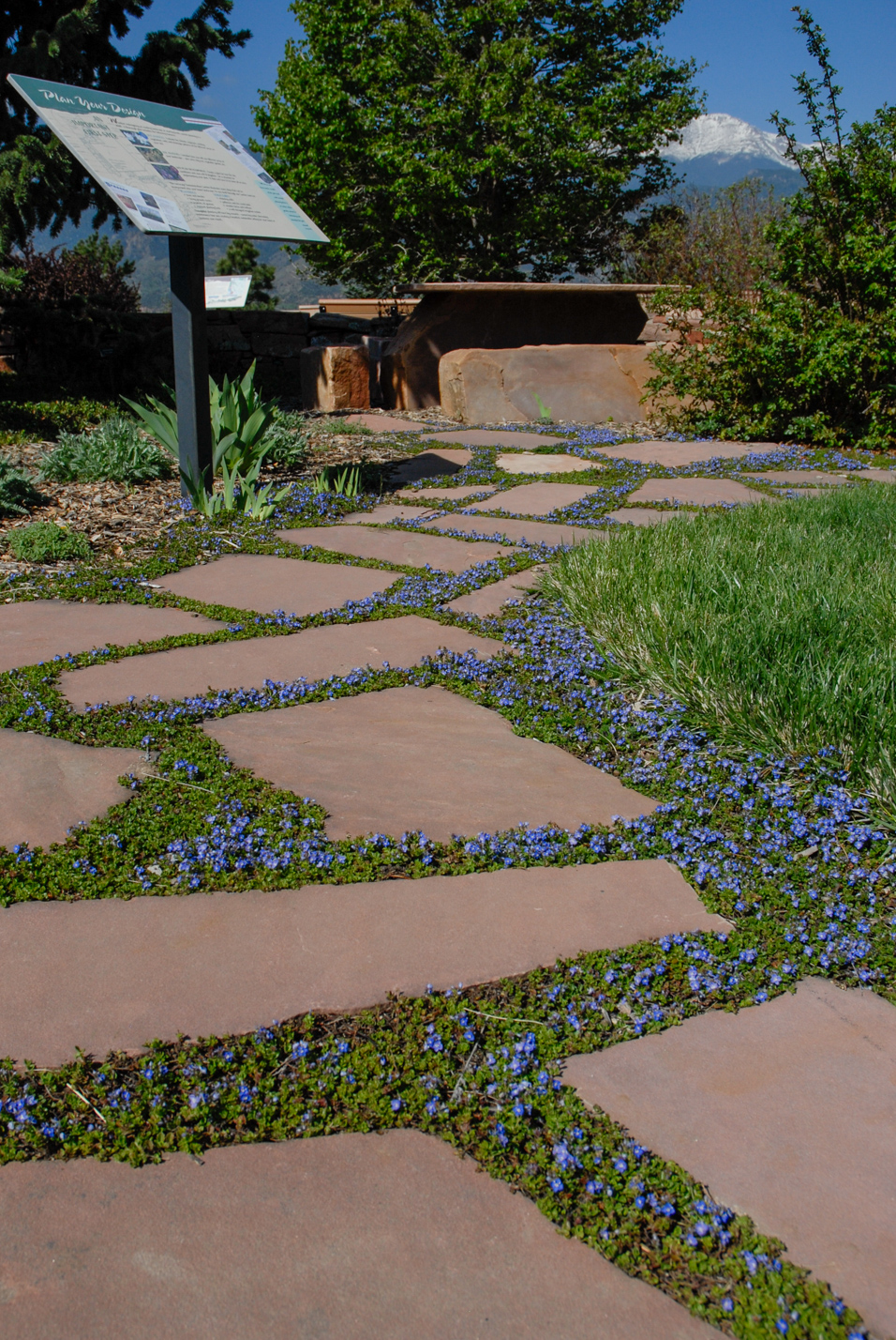 Crystal River Veronica